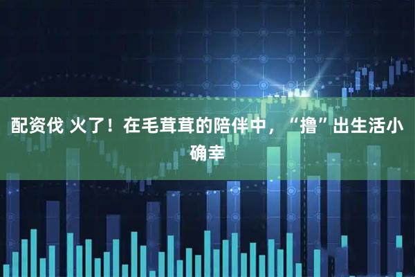 配资伐 火了！在毛茸茸的陪伴中，“撸”出生活小确幸